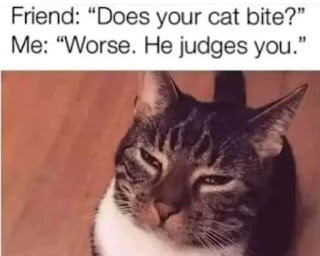 Sad cat memes funny