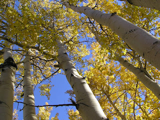  Populus tremuloides atau quaking aspen