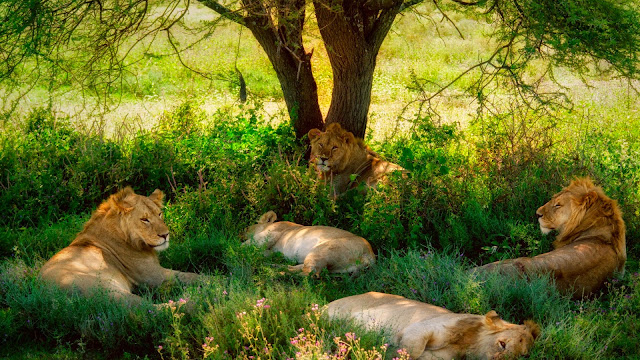 Fondo de Escritorio Manada de Leones Descansando