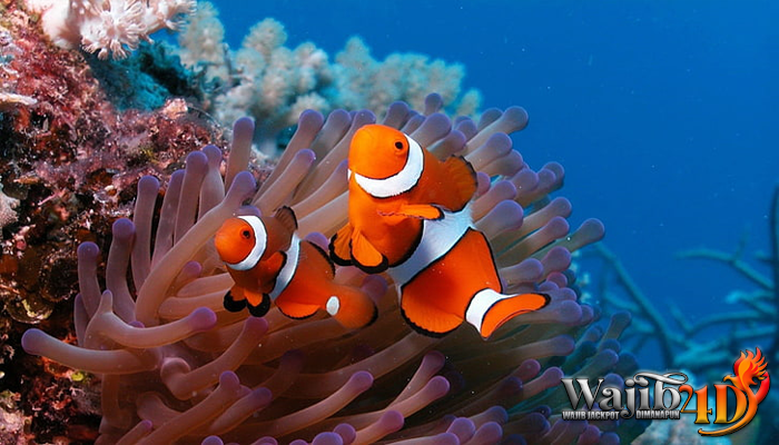 Mengenal Lebih Dalam Tentang Ikan Nemo