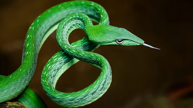 Papel de Parede Cobra Verde, hd, 4k. 