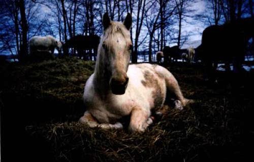 Nature Gentle Spirits Horses