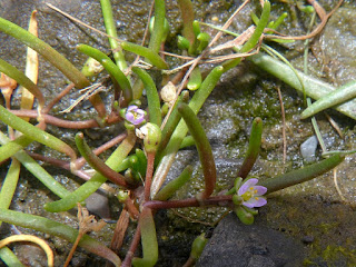 Spergulaire des marais salés - Spergulaire marine - Spergularia marina