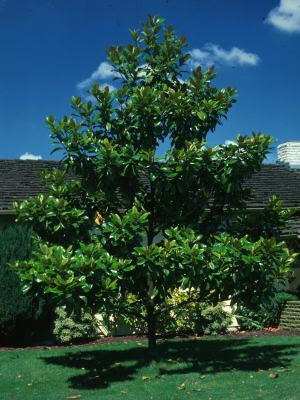 Magnolia bark or 'Hou Po' has