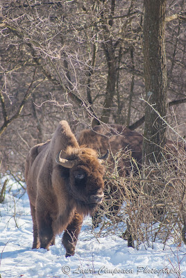 Zimbri Bucsani-Wisent/European Bison-Bison bonasus-Zimbraria Neagra Bucsani-Targoviste-Dambovita