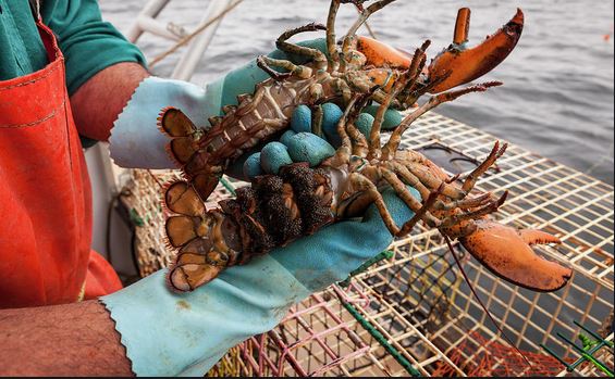 Know About Lobster Fishing: How to Catch Lobster with a Fishing Pole 