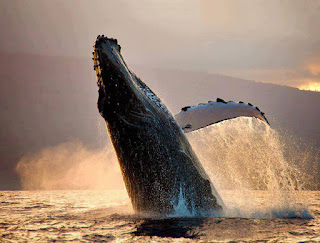 Avistamiento de Ballenas en Puerto Vallarta