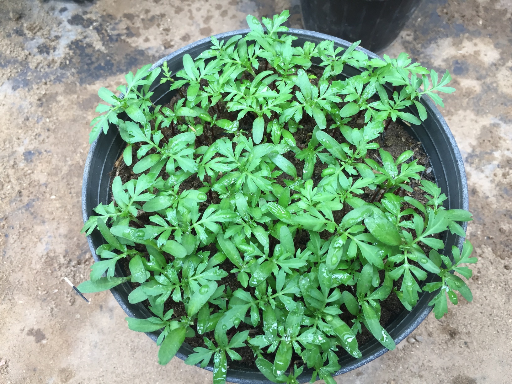 Marigolds germinate quickly and grow rapidly.