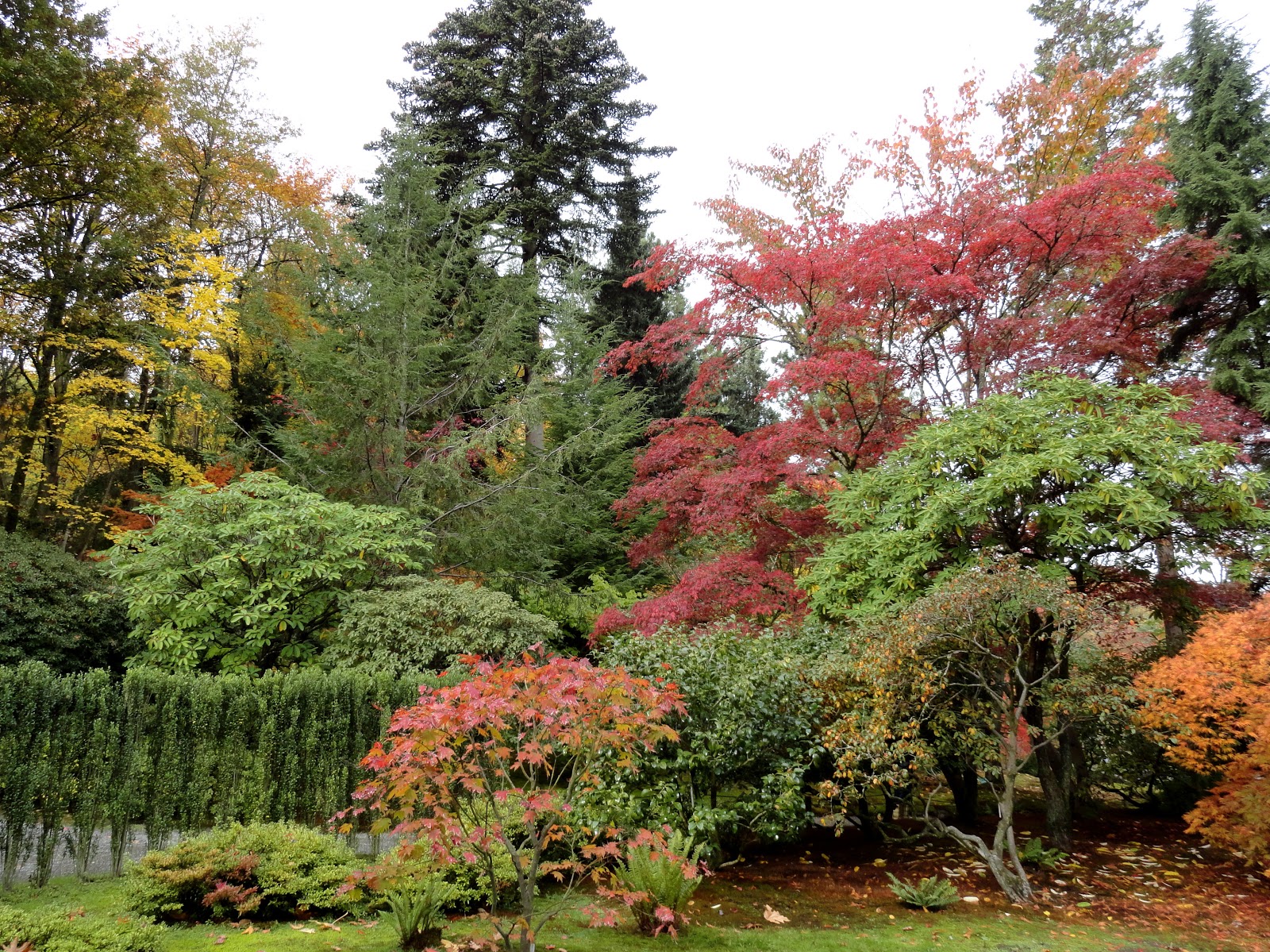 danger garden: The Seattle Japanese Garden