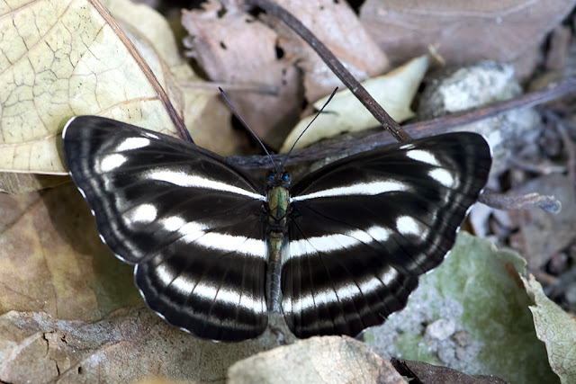 Neptis nashona the Long-stick Sailor butterfly