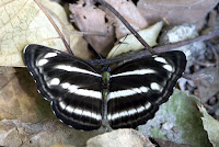 Neptis nashona