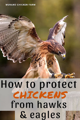 Protecting chickens from raptors