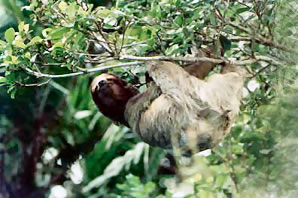 Fauna da Costa Rica