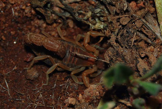 Parabuthus capensis