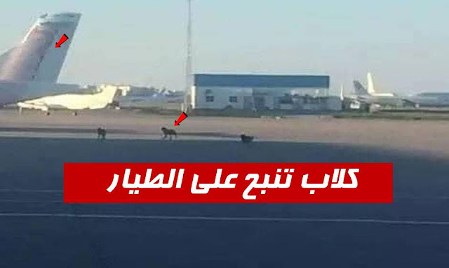 كلاب تنبح على الطيارة في مطار تونس قرطاج
