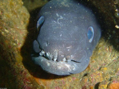 The Ugliest and Scariest Fish Seen On www.coolpicturegallery.us