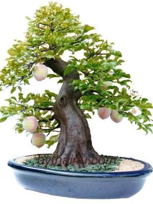 60 My Favorite Beautiful list of Trees for Bonsai [pics]