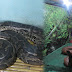 Philippine's Largest Python In Captivity