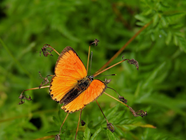 Lycaena virgaureae, anverso alar de un macho