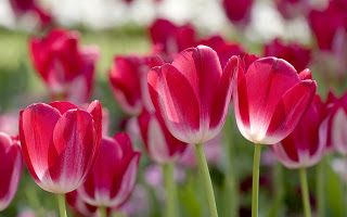 Tulip HD Wallpapers Free Download