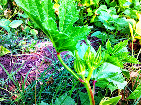 Okra (US /ˈoʊkrə/ or UK /ˈɒkrə/; Abelmoschus esculentus Moench), known in many English-speaking countries as ladies' fingers, bhindi, bamia, ochro or gumbo, is a flowering plant in the mallow family