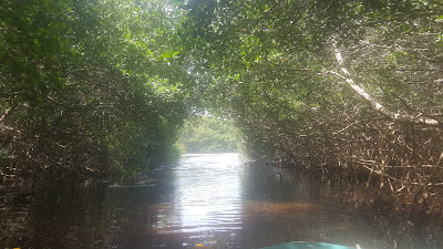 Paisagem do Brasil com rio fluindo entre árvores. As árvores formam uma espécie de tunel sobre as águas, e ao fundo vê se, iluminada, uma abertura insolarada, como se fosse o "fim do túnel".