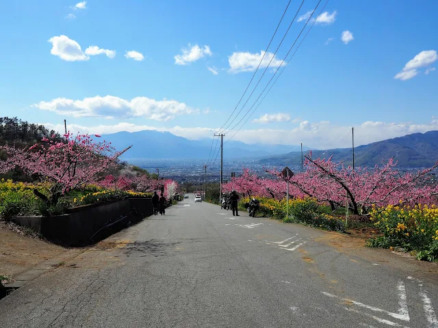 桃の花祭り黒駒会場　菜の花