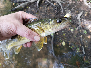 Potomac walleye