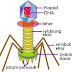 REMIDI  UTS VIRUS DAN MONERA