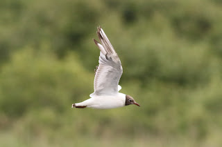 Black-headed Gull