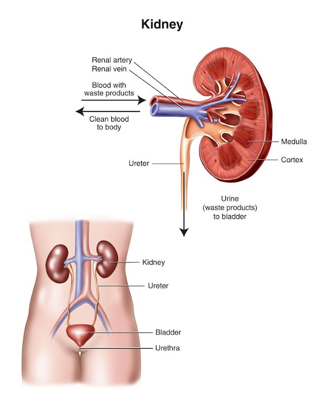 Nursing Management of Nephrotic Syndrome