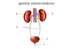 Soal Pilihan Ganda Biologi Kelas XI Bab Sistem Ekskresi