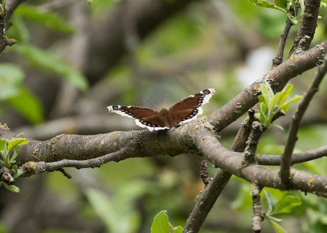 Mourning Cloak - Shumsky Road, Michigan, USA