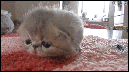 Cute Kitten GIF • Innocent tiny fluff ball discovers the World of humans. She is so adorable [ok-cats.com]