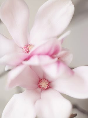 is the magnolia flower.