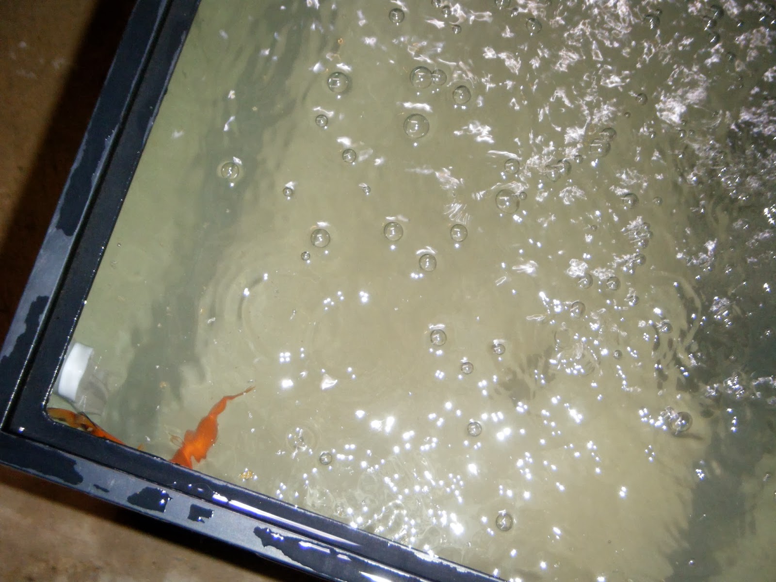 We've got 8 goldfish in a 20 gallon tank of plain old water on the 