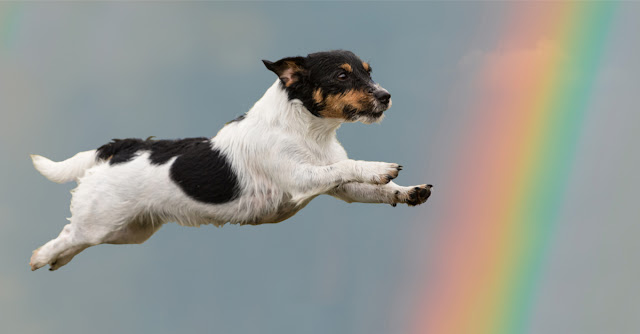 A Jack Russell Terrier flies through the air past a rainbow