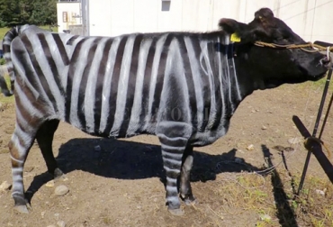 Las hipótesis que se plantearon los investigadores al pintar vacas como cebras