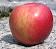 tiny image of an Opalescent apple