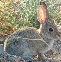 Gray rabbit in the brush