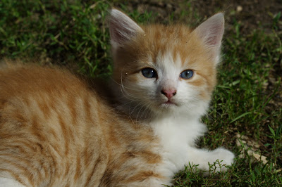 Imagenes tiernas de gatos 