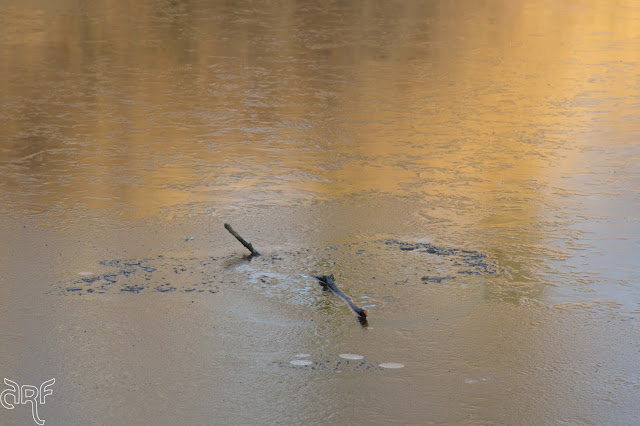 stick on yellow ice