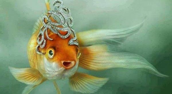  Gambar Ikan Lucu  Kartun Dan Orisinil Bikin Ngakak cara 