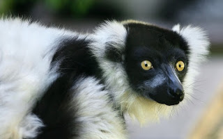 Lêmure, parente do Ai-ai ou Aie-aie. São mamíferos conhecidos por seus grandes olhos e por ter o corpo parecido com o dos macacos.