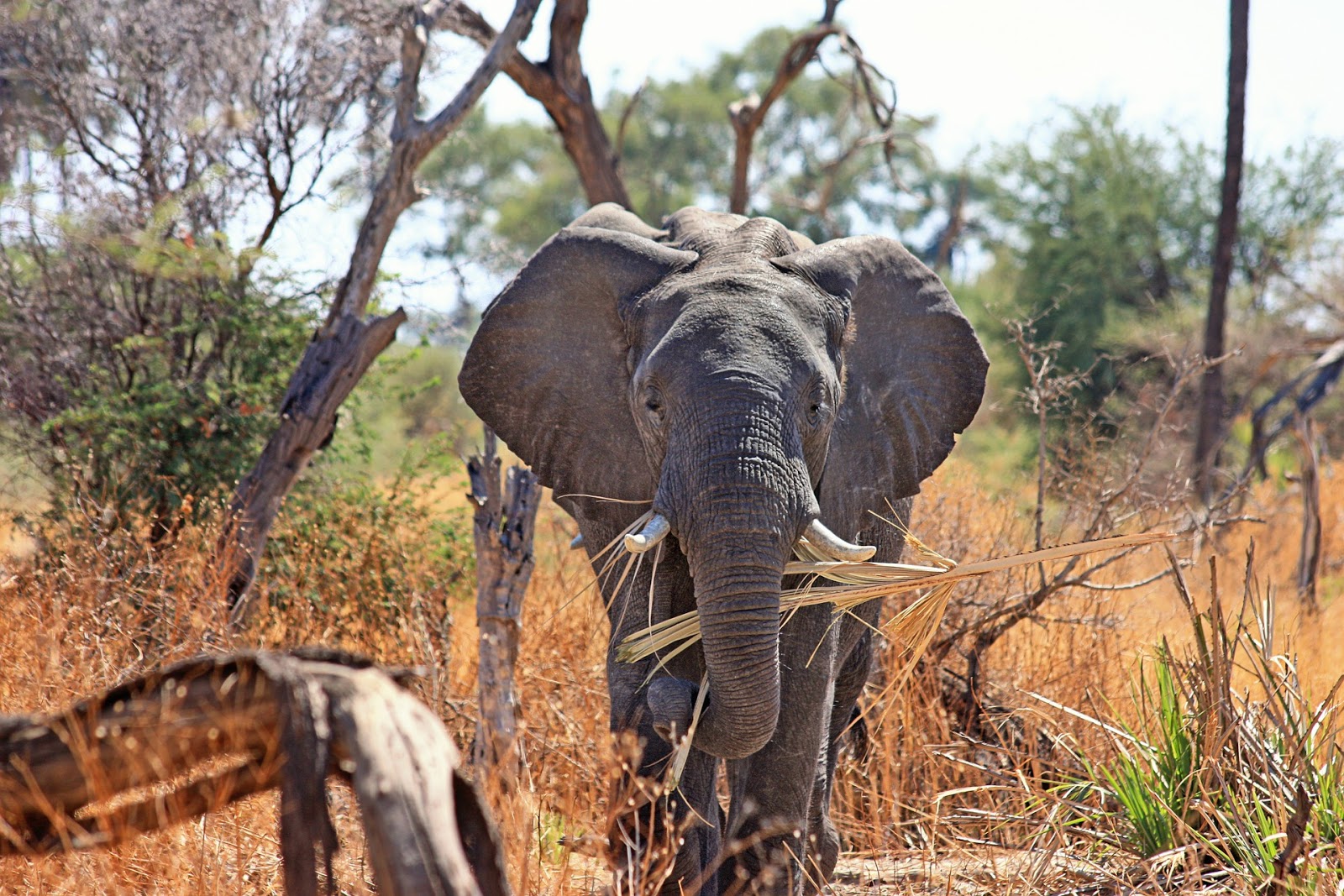 Fakta Unik Gajah  dan Kemampuan dari Detiap Tubuhnya yang 