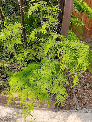 Helecho plumoso (Asparagus plumosus)