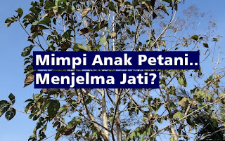 Puisi : Mimpi Anak Petani, Menjelma Jati?