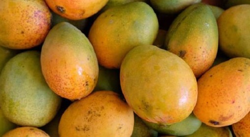 This Is Why Ripe Mango Is So Famous!