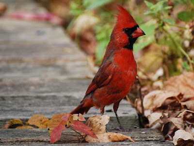 Foto burung cardinal