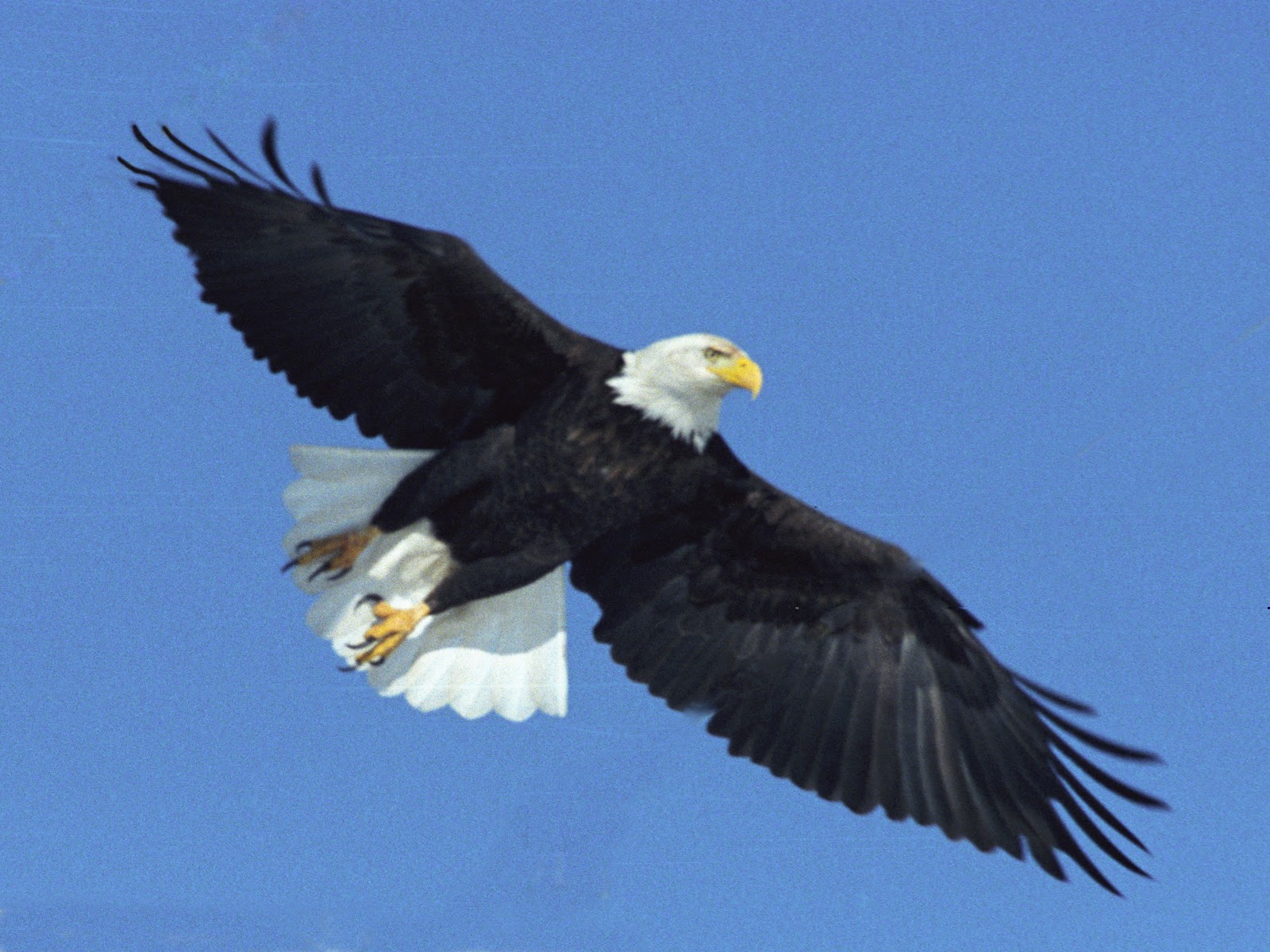 The Azure Gate: Bald Eagle II